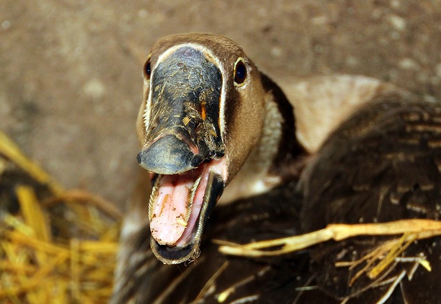 grippe aviaire canard aides Le Foll