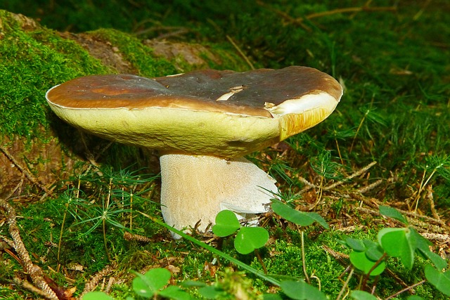 Un cueilleur trouve un cèpe d'1 kilo et fait le buzz sur facebook