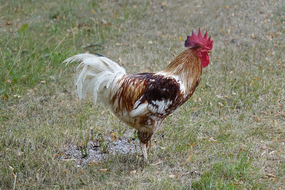 S&eacute;cheresse. restrictions d'eau de Lannemezan &agrave; Trie sur Ba&iuml;sse