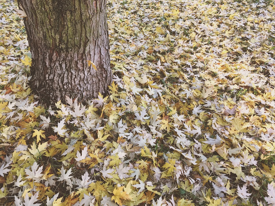 Gel&eacute;es puis soleil et 15 degr&eacute;s &agrave; Tarbes jeudi apr&egrave;s midi