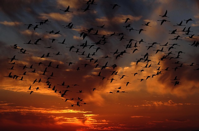 Grippe aviaire. toute la France placée en alerte