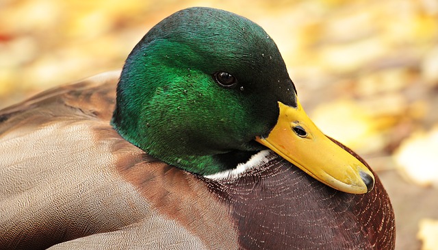 Un nouveau foyer de grippe aviaire H5N8 dans les Hautes Pyr&eacute;n&eacute;es