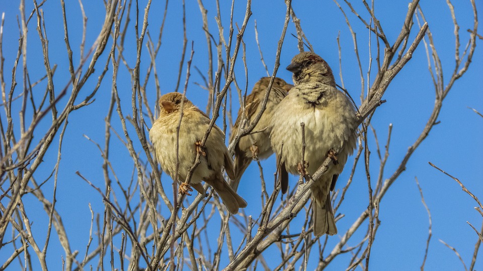 Météo Tarbes. soleil et 8 degrés jeudi après midi
