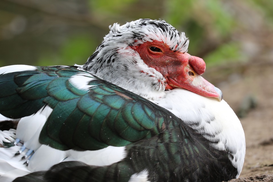 Tous les canards des Landes abattus. une éradication bientôt étendue aux Hautes Pyrénées