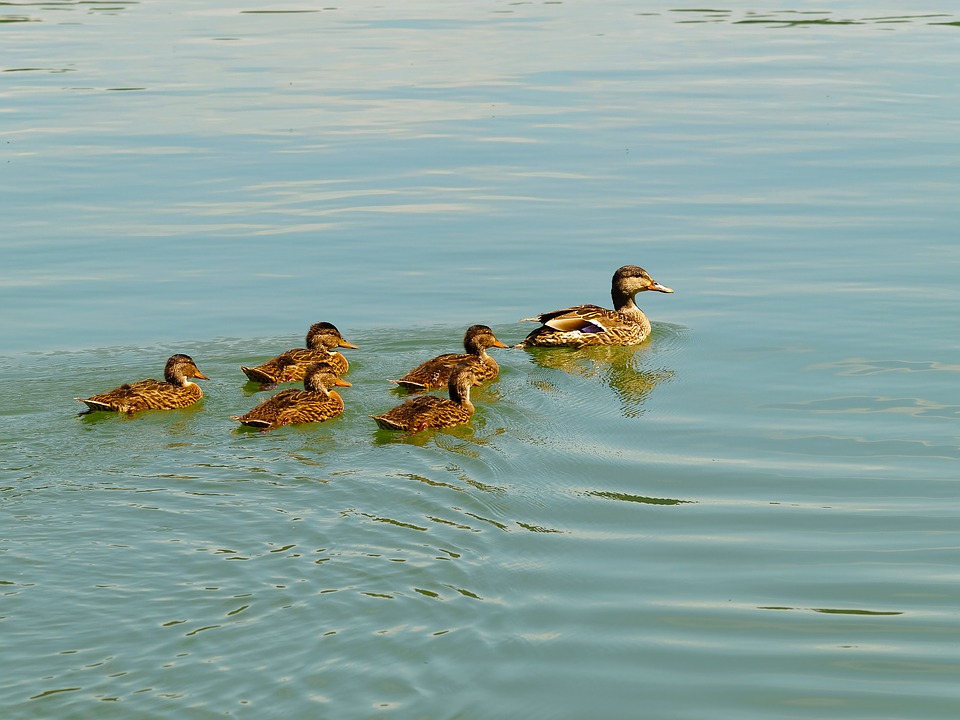Grippe Aviaire. Le Foll pr&eacute;sente son plan d'indemnisation