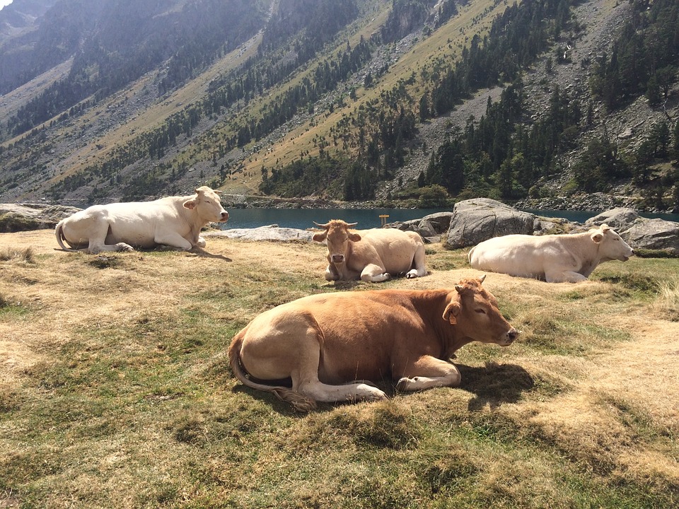 Le salon de l'agriculture a ouvert ses portes, les temps forts de l'édition 2017