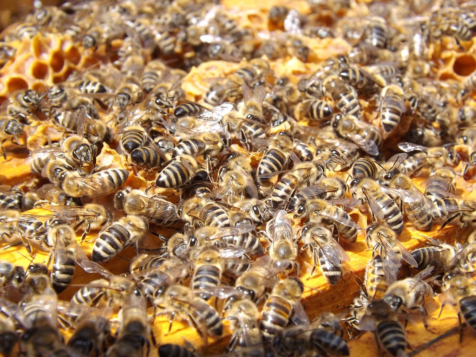 Le gouvernement va t il autoriser un pesticide nuisible aux abeilles ? 