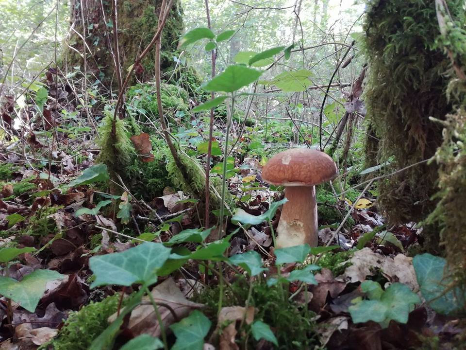 La saison du cèpe a bien débuté dans les Hautes Pyrénées