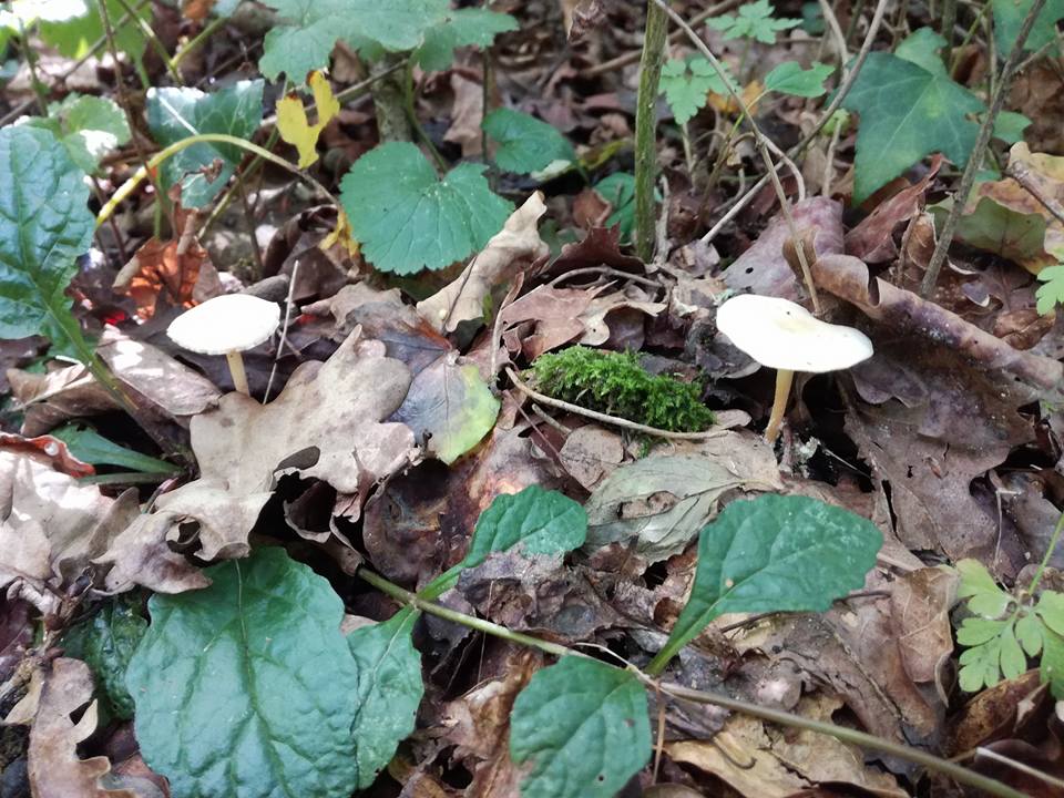 Bois du commandeur Tarbes Bordères champignons