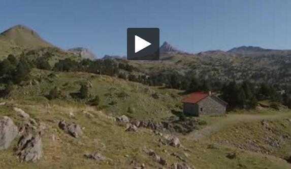 Pyrénées. le retour de l'ours inquiète certains bergers